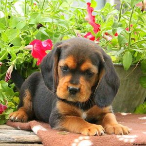 Atticus, Beaglier Puppy