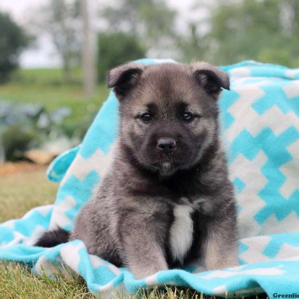 Aubrey, Norwegian Elkhound Puppy