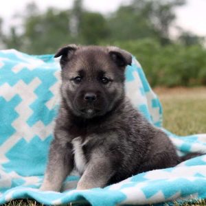 Aubrey, Norwegian Elkhound Puppy