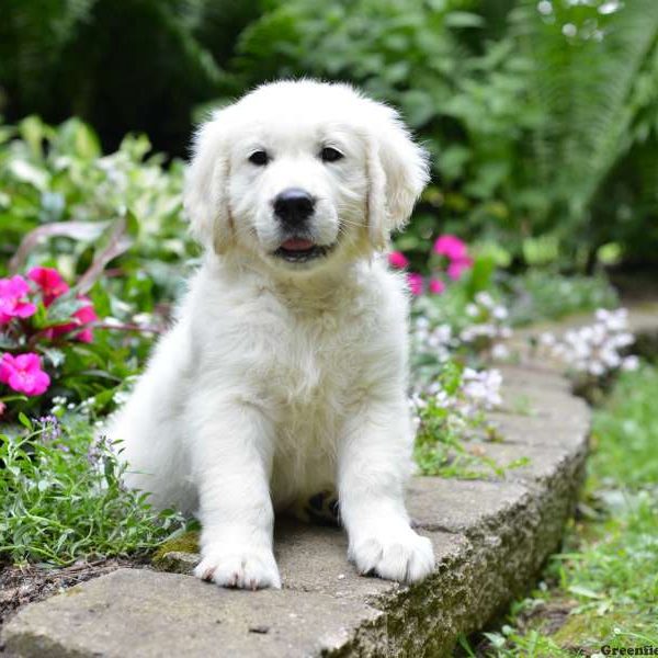 Austin, Golden Retriever-English Cream Puppy