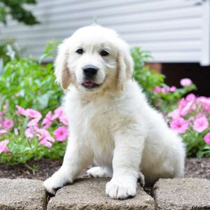 Austin, Golden Retriever-English Cream Puppy