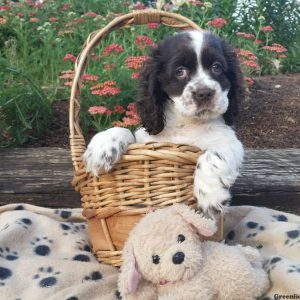 Austin, Cocker Spaniel Puppy