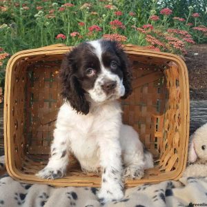 Austin, Cocker Spaniel Puppy