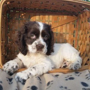 Austin, Cocker Spaniel Puppy