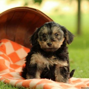 Ava, Yorkie-Poo Puppy