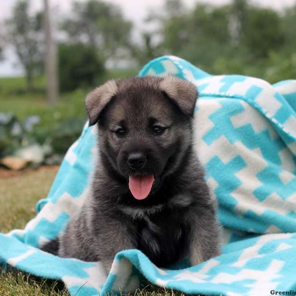 Avery, Norwegian Elkhound Puppy