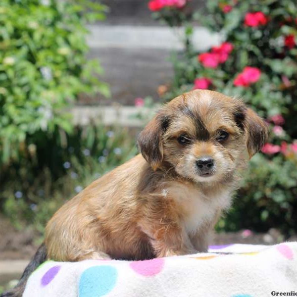 Avery, Shorkie Puppy