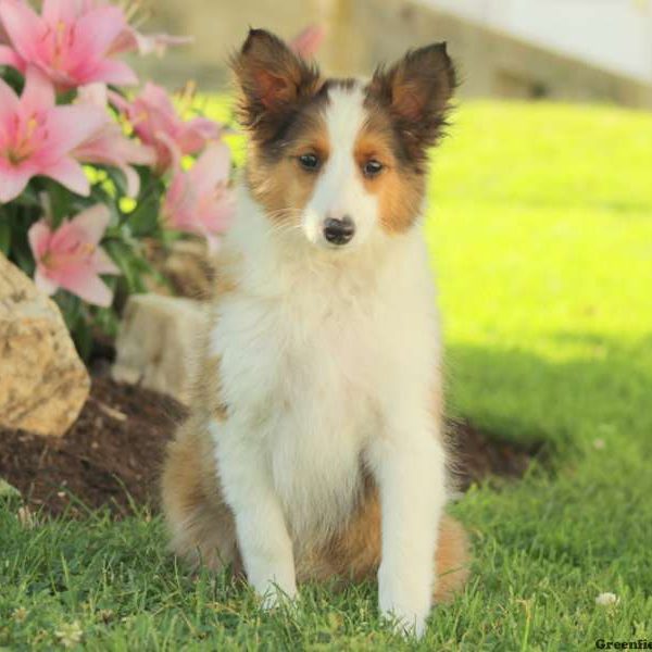 Avery, Shetland Sheepdog Puppy