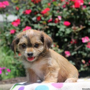 Avery, Shorkie Puppy