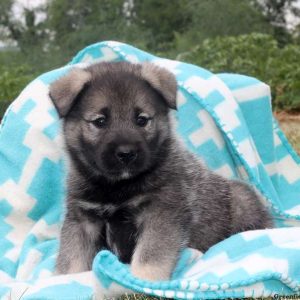 Avery, Norwegian Elkhound Puppy