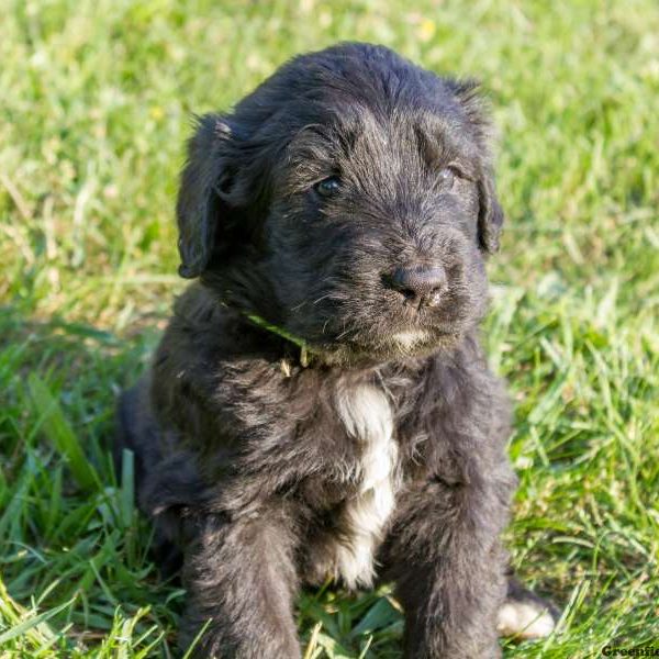 Barney, Bernedoodle Puppy