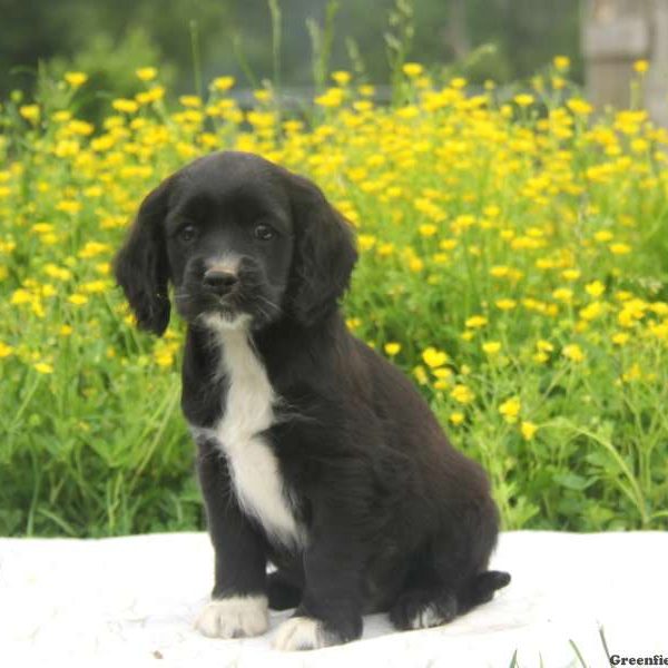 Barney, Cockalier Puppy