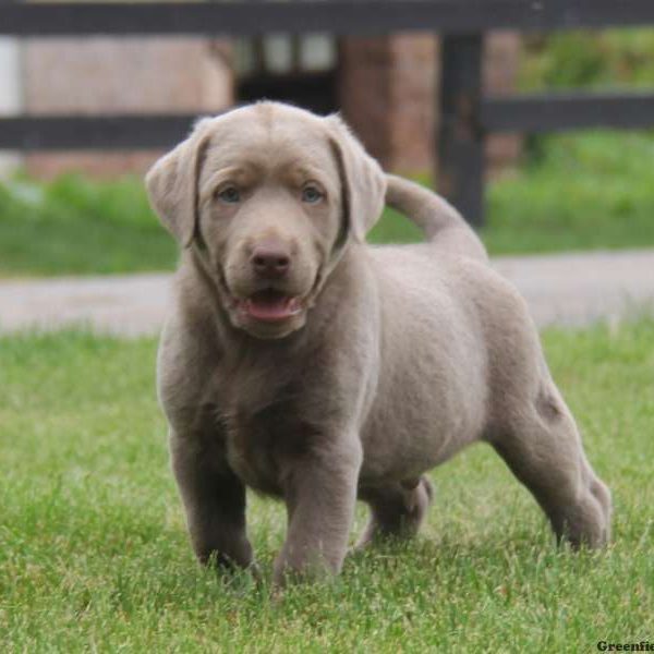 Barney, Labrador Retriever-Silver Puppy