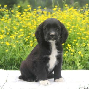 Barney, Cockalier Puppy