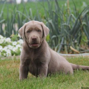 Barney, Labrador Retriever-Silver Puppy