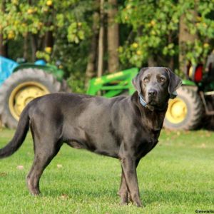 Barney, Labrador Retriever-Silver Puppy