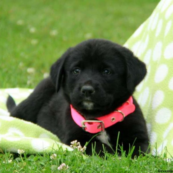 Bella, Labernese Puppy