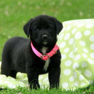 Bella, Labernese Puppy