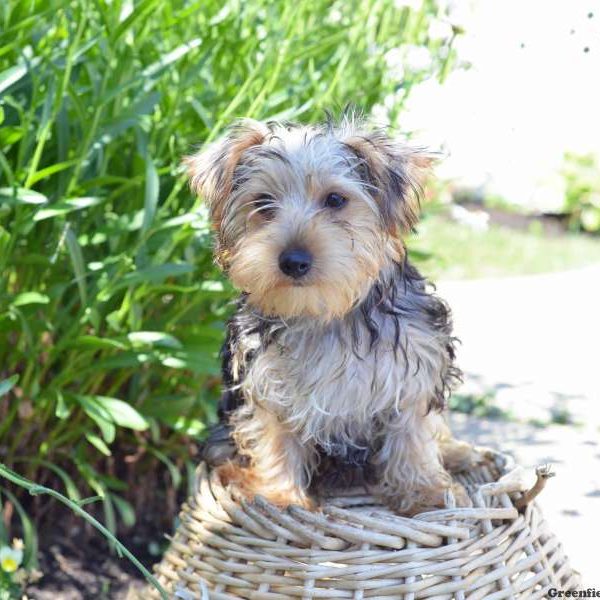 Benj, Yorkshire Terrier Puppy