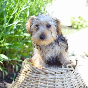 Benj, Yorkshire Terrier Puppy