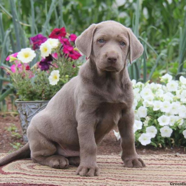 Benji, Labrador Retriever-Silver Puppy