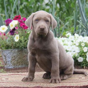 Benji, Labrador Retriever-Silver Puppy