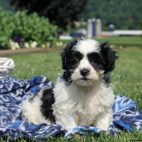 Benny, Shichon / Teddy Bear Puppy