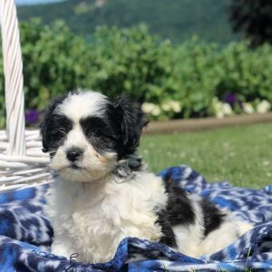 Benny, Shichon / Teddy Bear Puppy