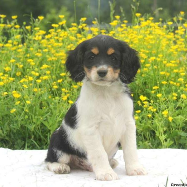 Bernie, Cockalier Puppy