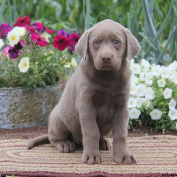 Betty, Labrador Retriever-Silver Puppy