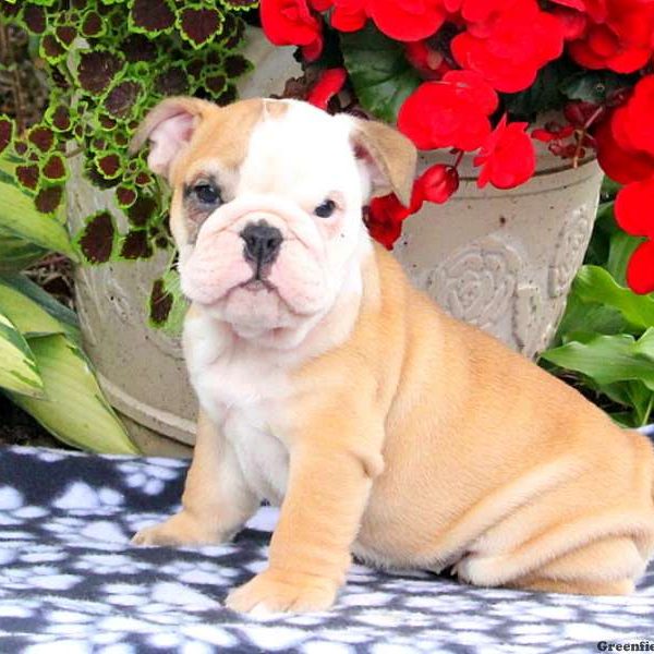 Betty, English Bulldog Puppy