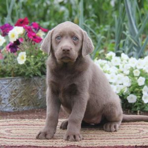 Betty, Labrador Retriever-Silver Puppy