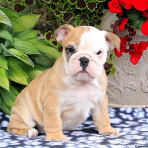 Betty, English Bulldog Puppy