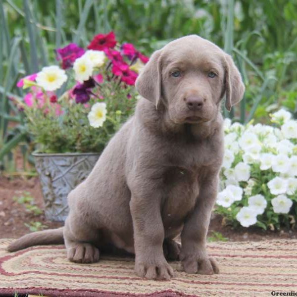 Billy, Labrador Retriever-Silver Puppy