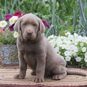 Billy, Labrador Retriever-Silver Puppy