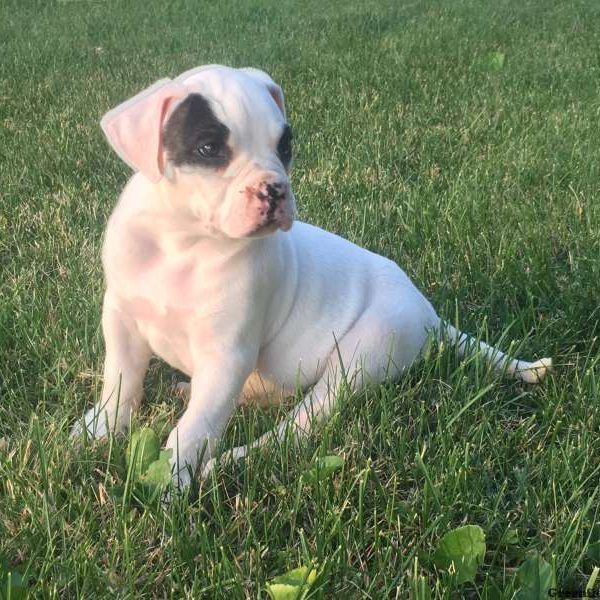 Bonnie, American Bulldog Puppy