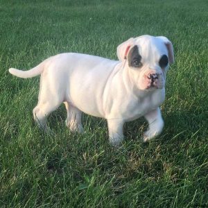 Bonnie, American Bulldog Puppy