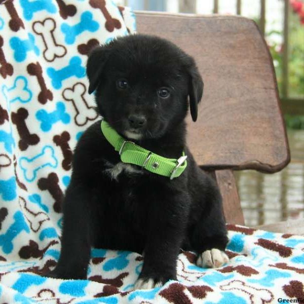 Boone, Labernese Puppy