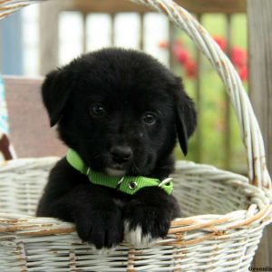 Boone, Labernese Puppy