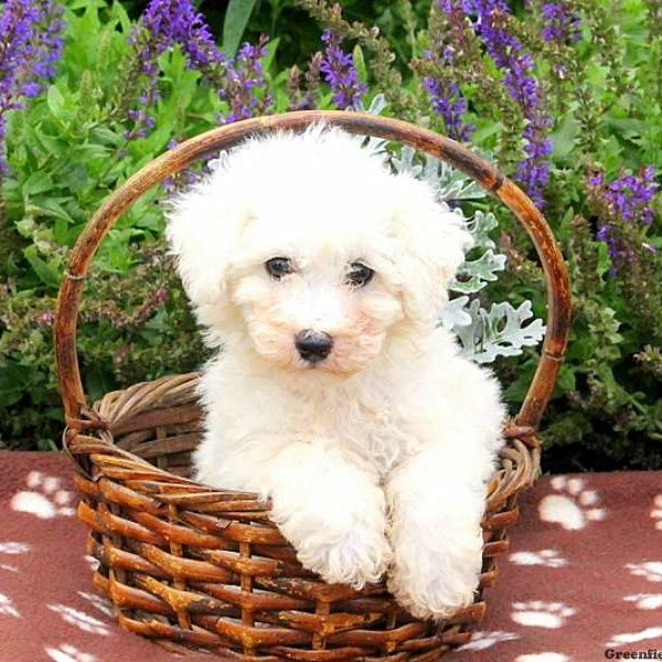 Bradley, Bichon Frise Puppy