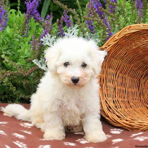 Bradley, Bichon Frise Puppy