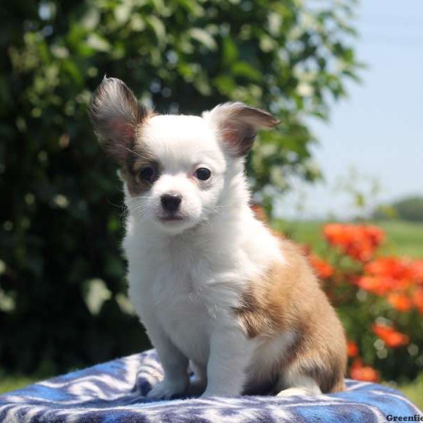 Brent, Chihuahua Puppy