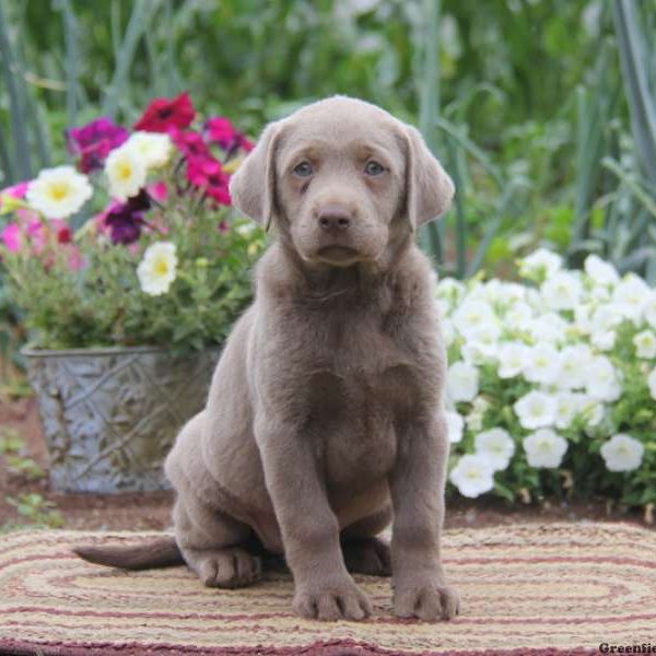 Brianna, Labrador Retriever-Silver Puppy