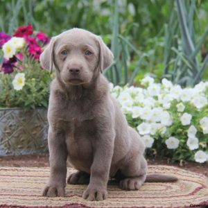 Brianna, Labrador Retriever-Silver Puppy