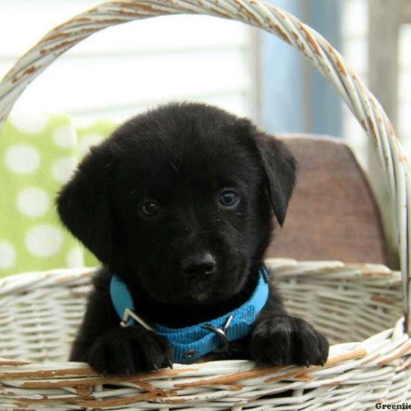 Briscoe, Labernese Puppy