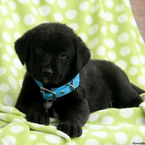 Briscoe, Labernese Puppy