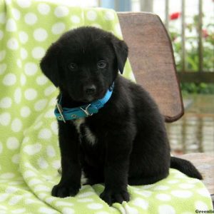 Briscoe, Labernese Puppy