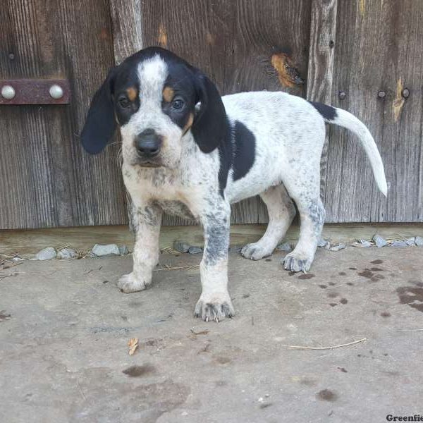 Bristol, Bluetick Coonhound Puppy