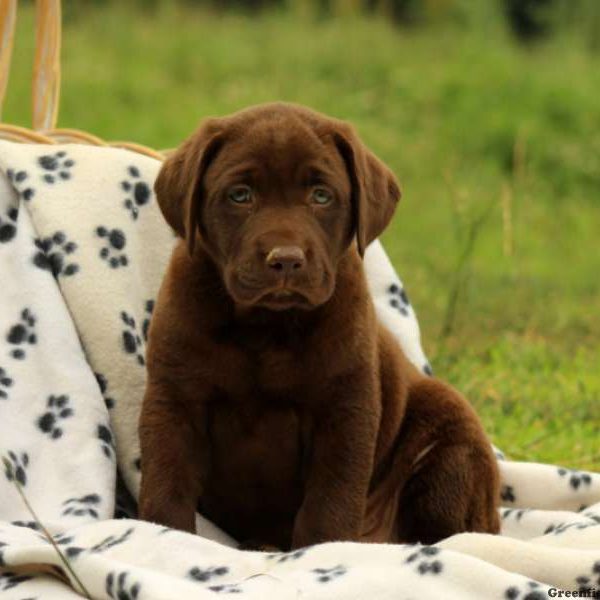 Bristol, Labrador Retriever-Chocolate Puppy