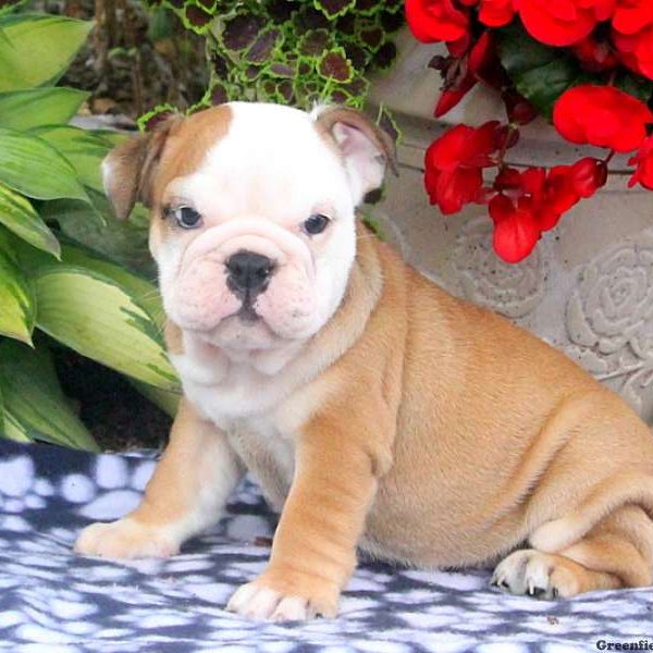 Bristol, English Bulldog Puppy